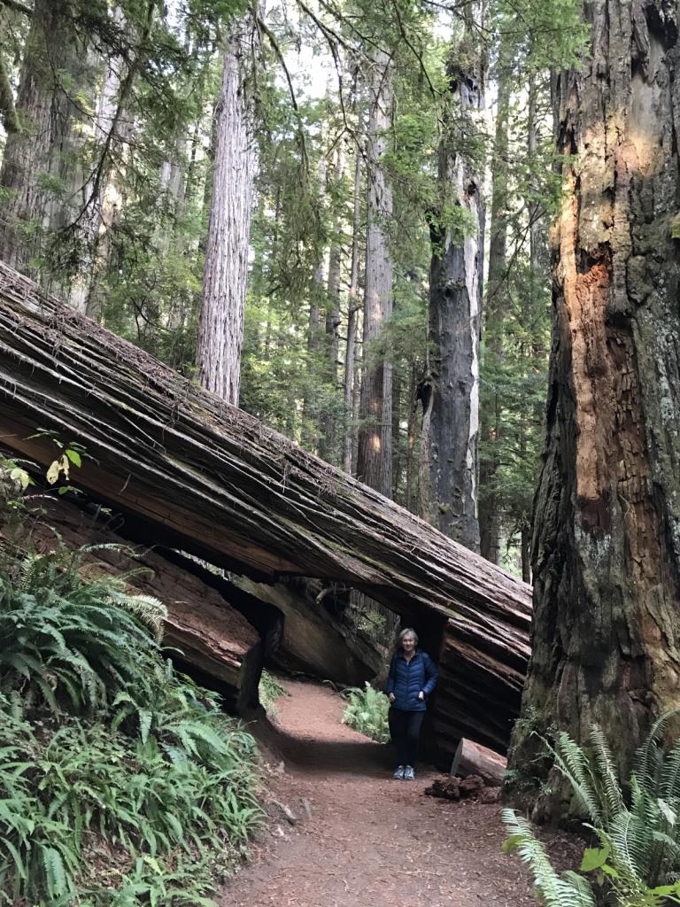 Tree Tunnel: Fabulous hike through the Redwoods
